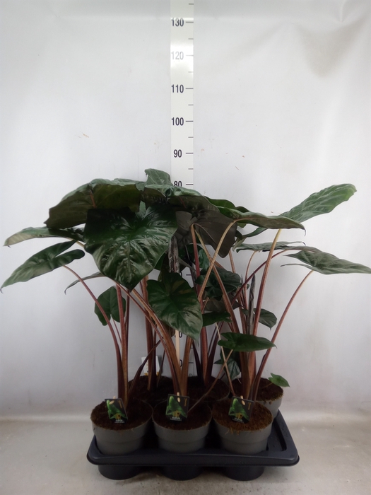 <h4>Alocasia saraw. 'Yucatan Princess'</h4>