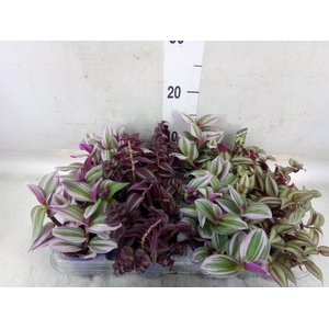 Tradescantia   ...mix