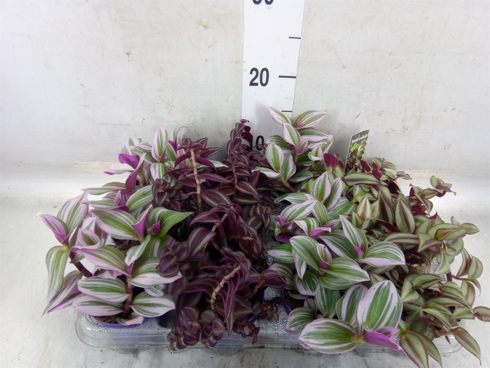 <h4>Tradescantia   ...mix</h4>