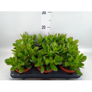 Crassula  'Magical Tree'