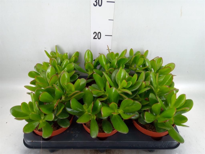 <h4>Crassula 'Magical Tree'</h4>