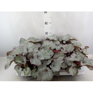 Begonia BD 'Hawaiian Silver'