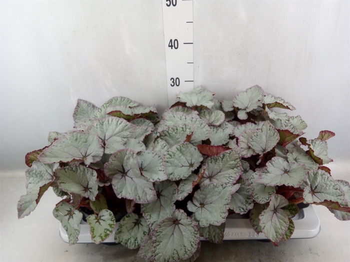 Begonia BD 'Hawaiian Silver'