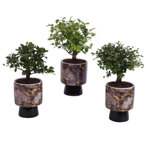 Bonsai Indoor Mix Ø 9cm Ball Shape in Ø10cm Ceramic PL672