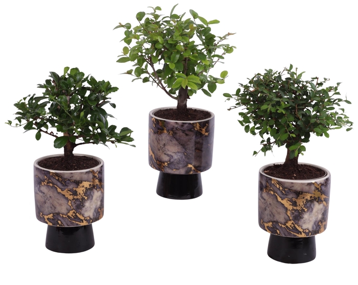 <h4>Bonsai Indoor Mix Ø 9cm Ball Shape in Ø10cm Ceramic PL672</h4>
