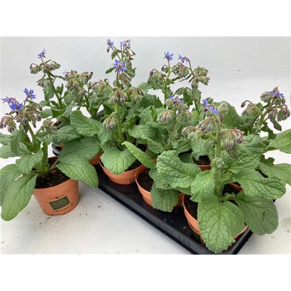 <h4>Borage Look&Taste</h4>
