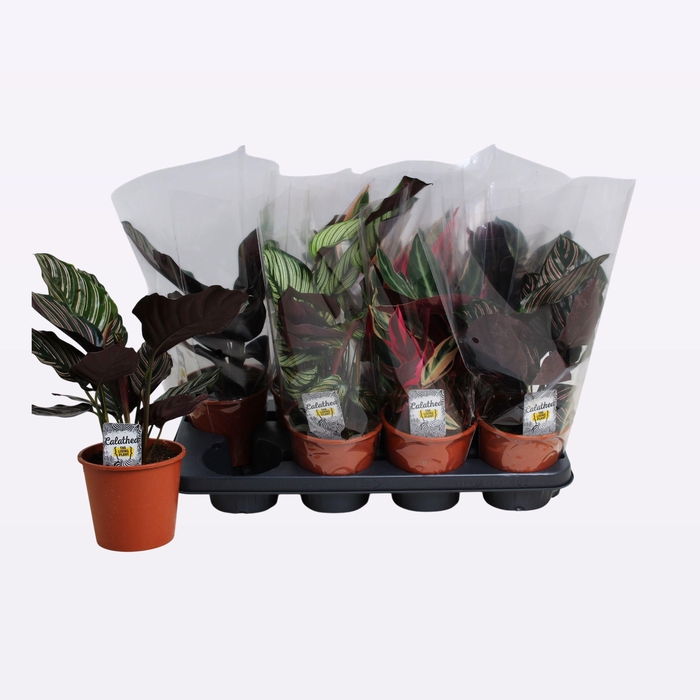 <h4>CALAT GEM 3 SRT</h4>