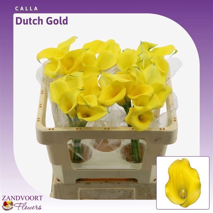 <h4>CALLA DUTCH GOLD CALLA DUTCH GOLD</h4>