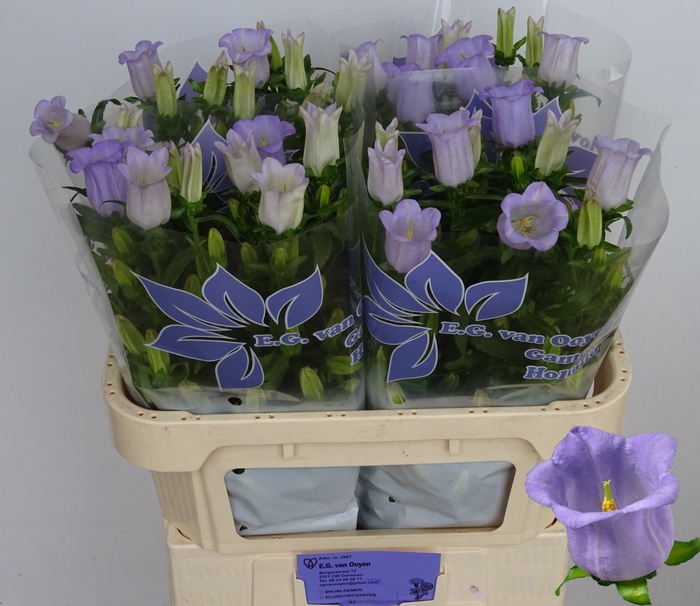 <h4>Campanula Champion Lavender Ooijen</h4>