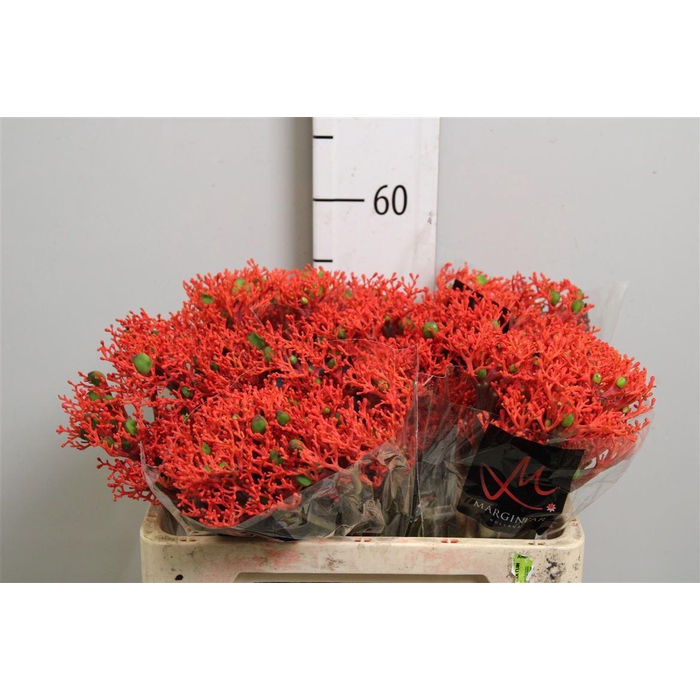 <h4>Jatropha P Firecrack</h4>