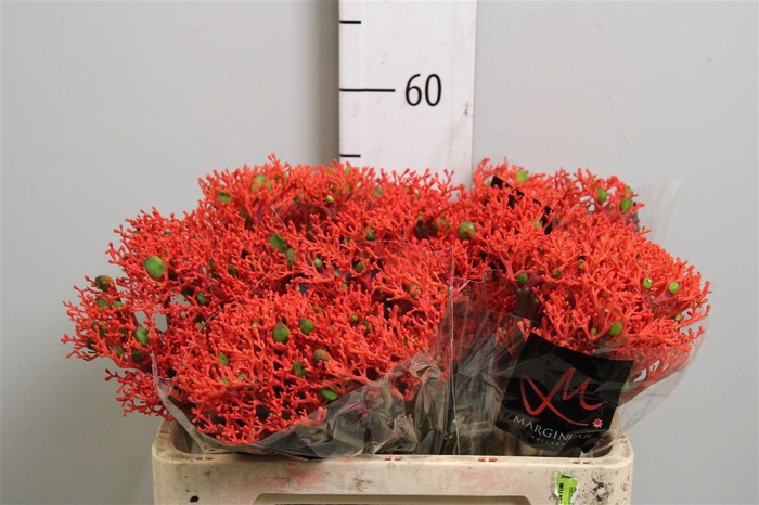Jatropha P Firecrack