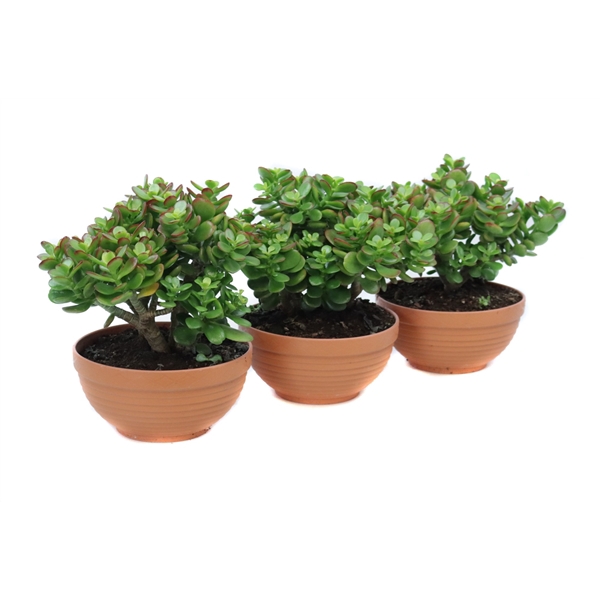 <h4>Crassula minor schaal 17 cm</h4>