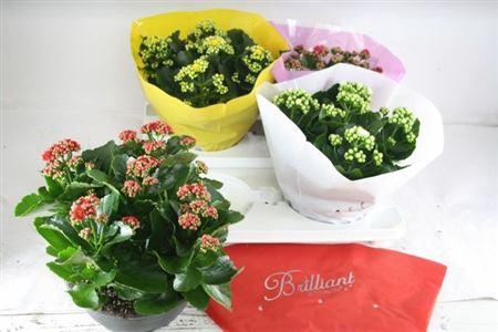 <h4>Kal Ge Gem 4 Kl</h4>