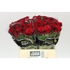 Rosa Gr Monte Carlo