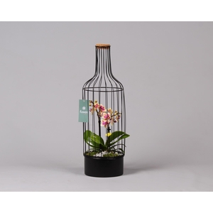 Metalen fles met kurk zwart groot met Phalaenopsis