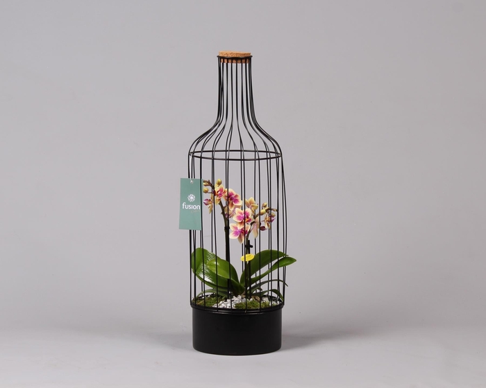 <h4>Metalen fles met kurk zwart groot met Phalaenopsis</h4>