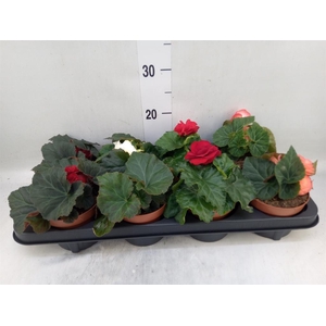 Begonia tuber. DU GR  ...mix