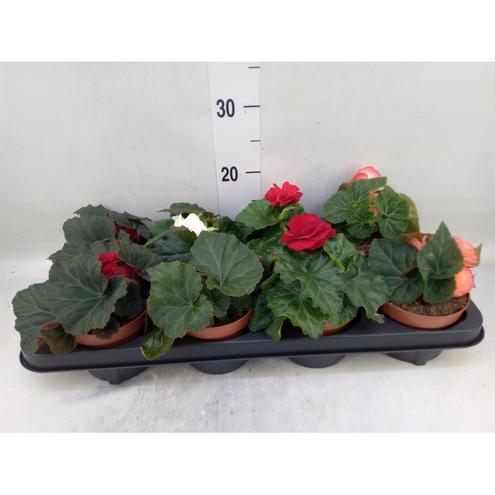 <h4>Begonia tuber. DU GR ...mix</h4>