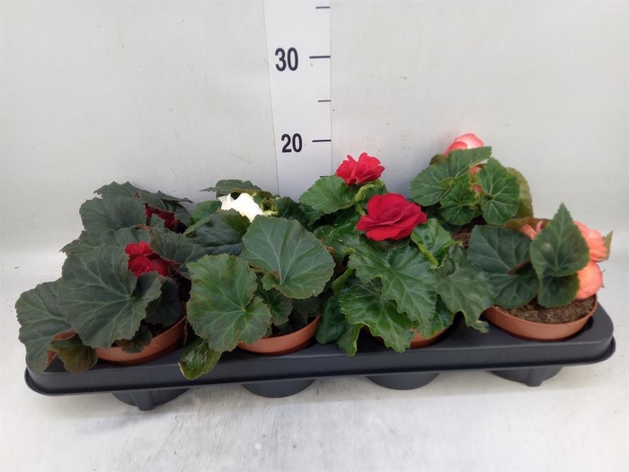 <h4>Begonia tuber. DU GR ...mix</h4>