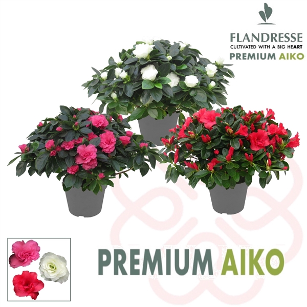 <h4>Azalea Flandresse® Premium Aiko 'gemengd' 30 - 32 cm</h4>