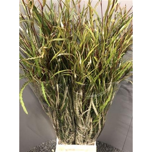 Grevi Aspleniifolia 300gr