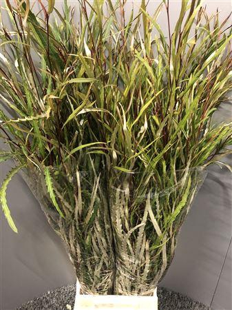 <h4>Grevi Aspleniifolia 300gr</h4>