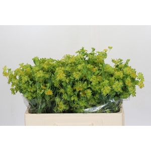 Bupleurum Griffithii