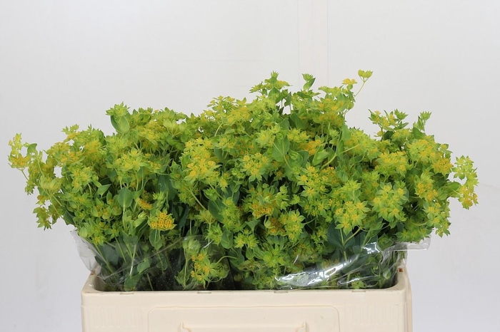 Bupleurum Griffithii