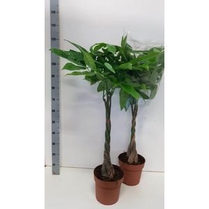 PACHIRA AQUATICA