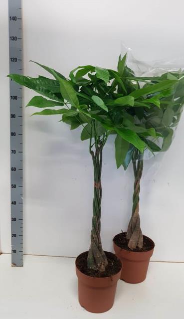 PACHIRA AQUATICA