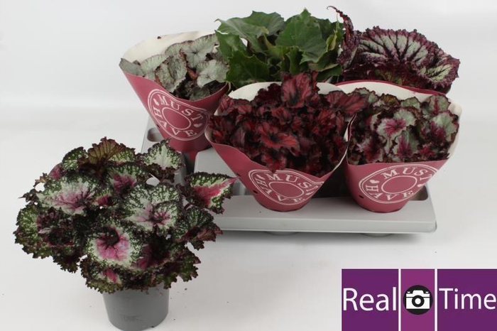 <h4>BEG BEL GEM</h4>