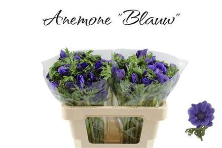 <h4>Anem Co Galil Blauw</h4>