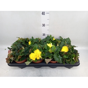 Begonia tuber. 'Go-Go Yellow'