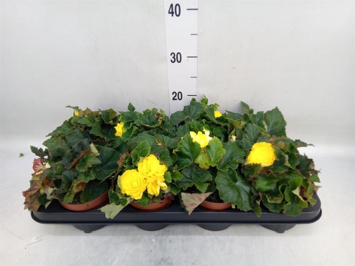 <h4>Begonia tuber. 'Go-Go Yellow'</h4>