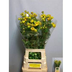 Trollius Juliana