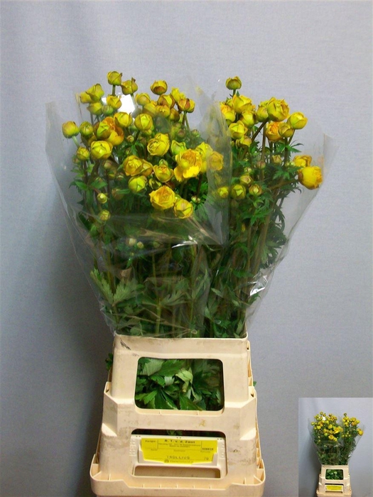 <h4>Trollius Juliana</h4>