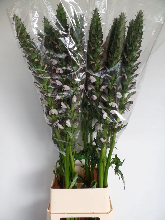<h4>ACANTHUS HUNGARICUS</h4>