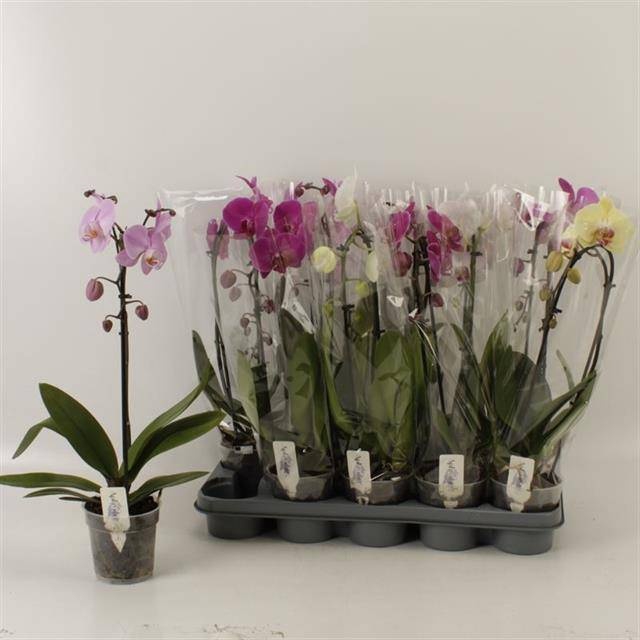 <h4>PHAL EL CASCADE</h4>