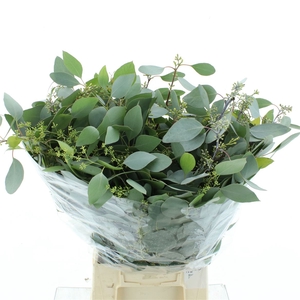 Euca Populus Berries Long 200gr