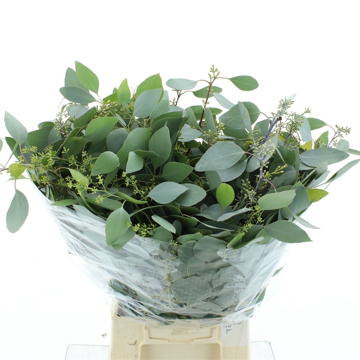 Euca Populus Berries Long 200gr