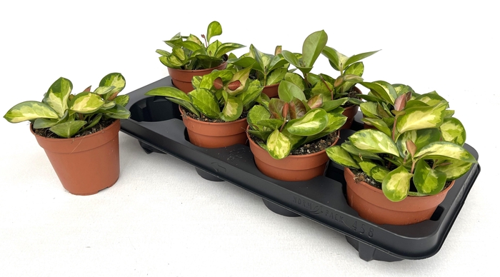 <h4>HOYA AUSTRALIS LISA</h4>