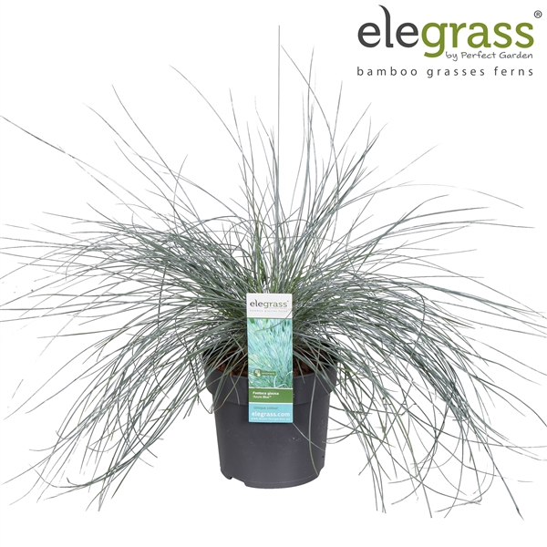 <h4>Festuca glauca 'Azura Blue'® P14</h4>