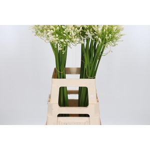 Agapanthus Umbellatus Album