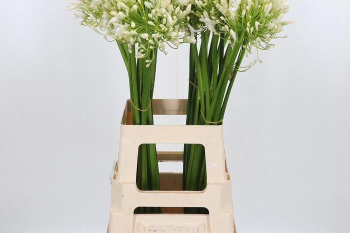 <h4>Agapanthus Umbellatus Album</h4>