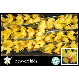 CYMB T GOLDEN FLEECE