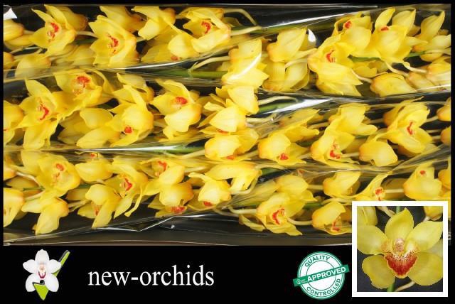 <h4>CYMB T GOLDEN FLEECE</h4>