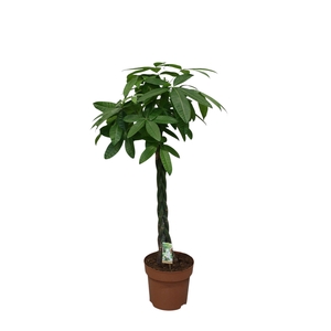 Pachira aquatica