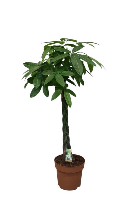 <h4>Pachira aquatica</h4>