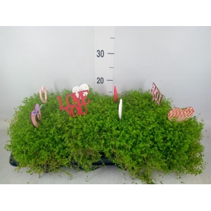 Soleirolia soleirolii   ...green