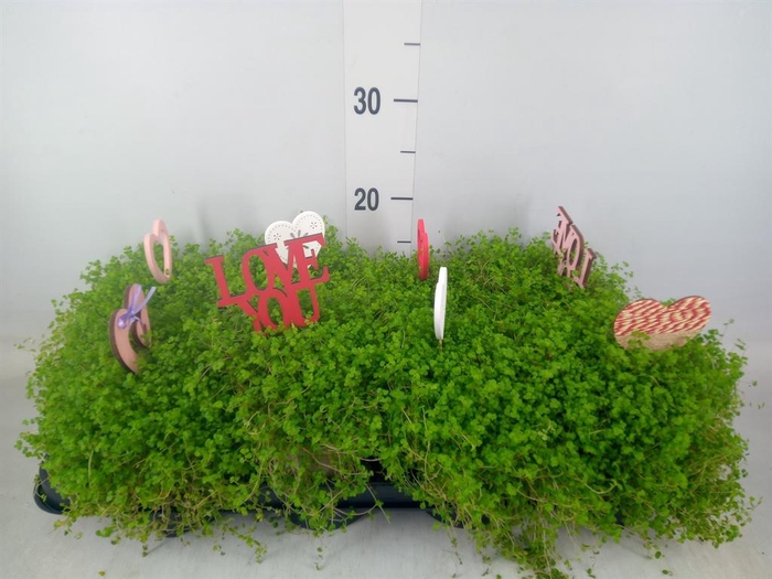 <h4>Soleirolia soleirolii   ...green</h4>